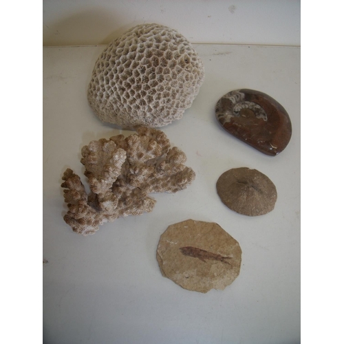 59 - Selection of Natural History Specimens including Brain Coral, fish fossils etc