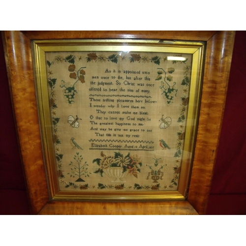 85 - Mid 19th C needlework sampler by Elizabeth Cooper aged 13 April 1833, in burr maple frame (47.5cm x ... 