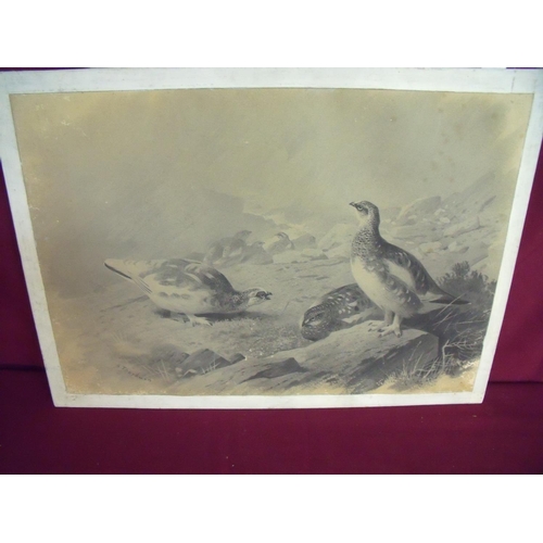 7 - Unusual monochrome picture by Archibald Thorburn (45cm x 32cm)