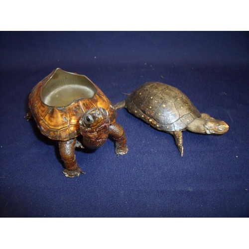 38 - Taxidermy study of a Terrapin in the form of a ashtray and another of a tortoise (2)