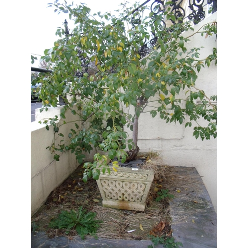 396 - Square composite stone planter and ornamental tree