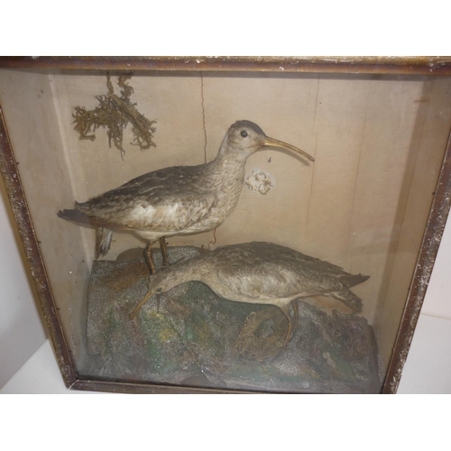24 - Late Victorian cased taxidermy study of two wading type sea birds in naturalistic setting (48cm x 48... 