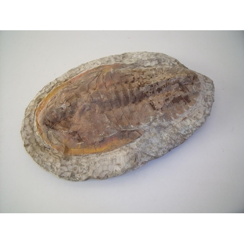 83 - Fossilised trilobite (31cm x 22cm)