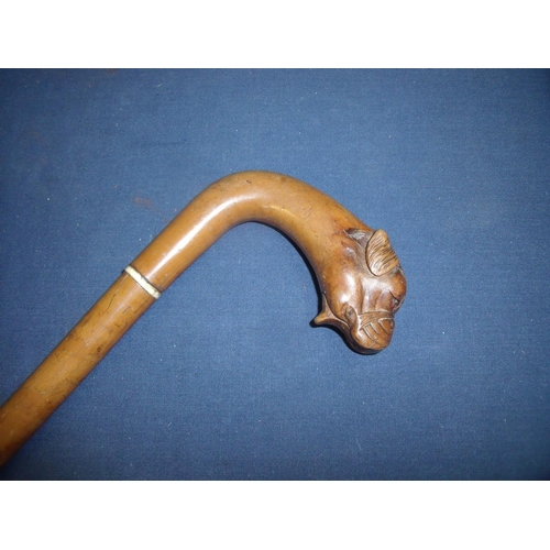 51 - Edwardian walking stick, the handle carved with figure of bulldogs head with inset glass eyes and sp... 