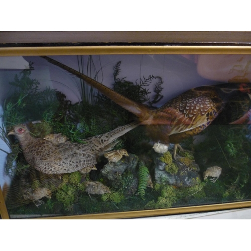 60 - 19th/20th C cased taxidermy study of hen pheasant, cock pheasant and chicks in naturalistic setting ... 