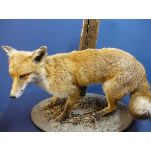 61 - Taxidermy study of a fox mounted on an oval naturalistic setting base and wooden post (approx. 60cm ... 
