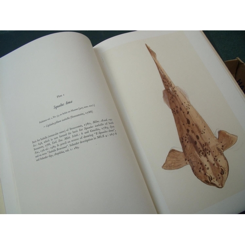 181 - Forty Drawings of Fishes made by the artists who accompanied Captain James Cook on his three voyages... 