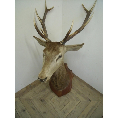 68 - Taxidermy head mount of a 10 point antler stag mounted on oak shield