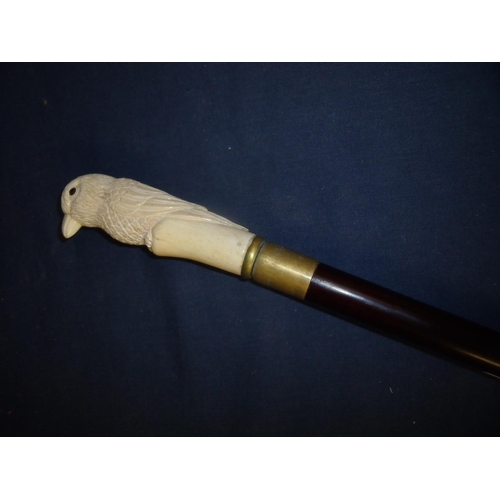 76 - Early to mid 20th C ebonised walking cane with carved ivory handle in the form of a parakeet (overal... 