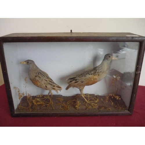 68 - Edwardian cased taxidermy study of a pair of Corncrakes (46cm x 13cm x 30cm)