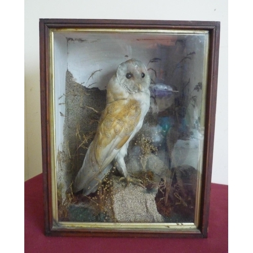 69 - Edwardian cased taxidermy study of a barn owl in naturalistic setting (34cm x 23cm x 44cm)