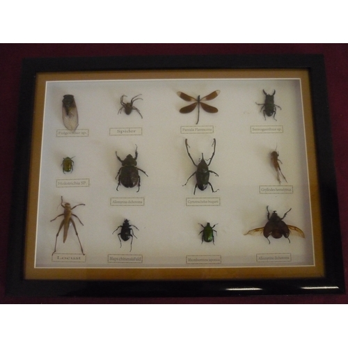 43 - Framed and glazed preserved and mounted specimens of beetles and spiders