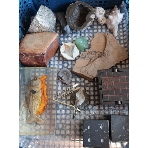 19 - Selection of various carved wood minerals, geodes, fossils etc including a acrylic cased Piranha fis... 