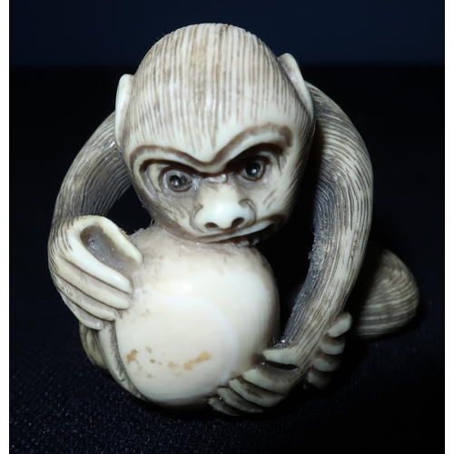 29 - Edo period Japanese Netsuke of a gorilla grappling with coconut, signed to the base of the nut (heig... 