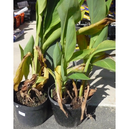 121 - Two Calla Lily plants, four potted box shrubs and two other plants