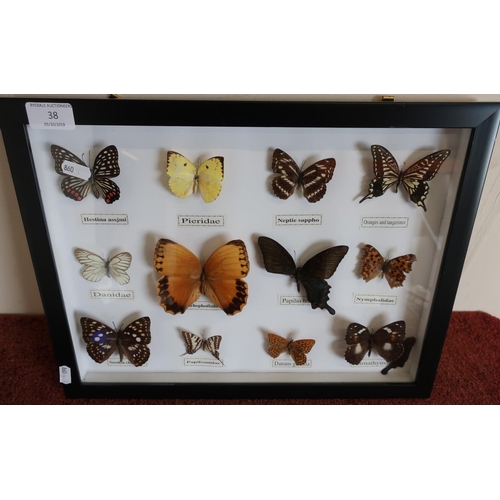 38 - Cased collection of various butterflies