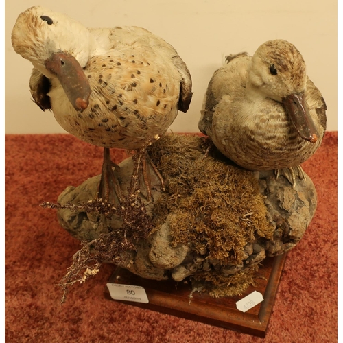 80 - Taxidermy study of two wigeon mounted on naturalistic wooden base