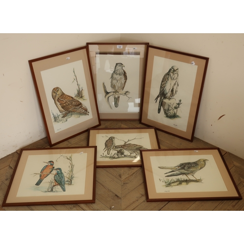 559 - After Nancy Wilkes set of five hand coloured prints depicting birds of prey and one showing kingfish... 