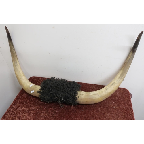 30 - Pair of mounted bulls horns (maximum width 82cm)