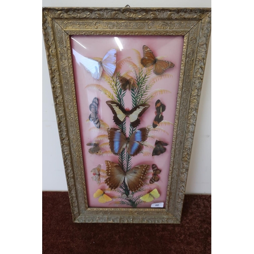 66 - Late Victorian  gilt framed taxidermy study natural history display of various butterflies and moths... 