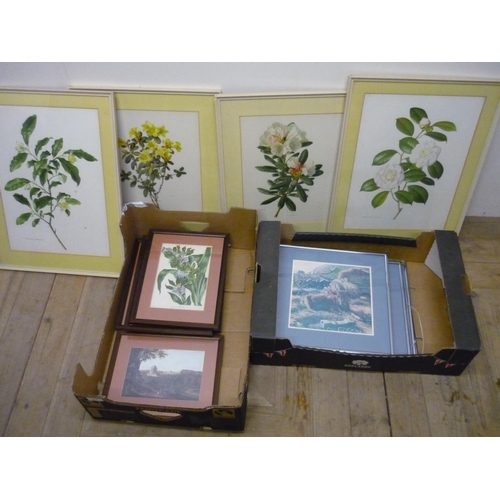 262 - Selection of framed and mounted botanical prints and other pictures