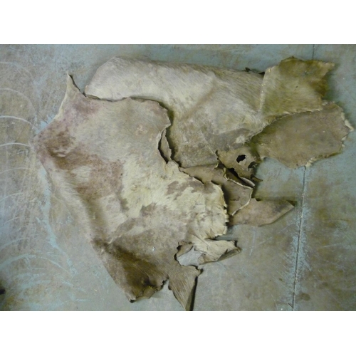 196 - Extremely large animal skin (possibly cow hide)