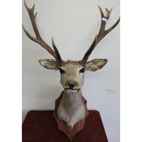 494 - Taxidermy study of a deer head and antler mount