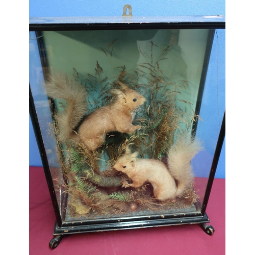 451 - Late Victorian ebonised case taxidermy study of two red squirrels in naturalistic setting (45cm x 18... 