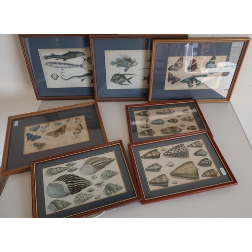 37 - Seven framed and mounted natural history coloured book plate prints including sea shells, fish, and ... 