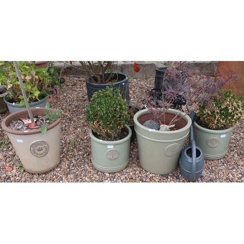 244 - Four pots containing shrubs