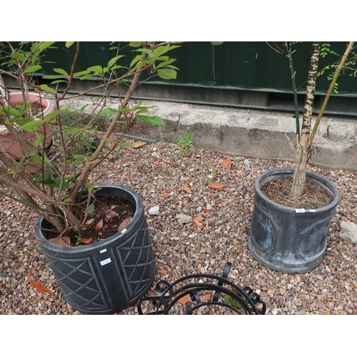 245 - Two large pots potted with trees
