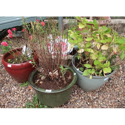 251 - Set of four planters with roses and shrubs