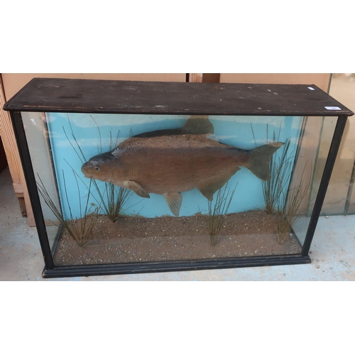 25 - Edwardian cased taxidermy study of a large Bream in naturalistic setting (82cm x 25cm x 52cm)
