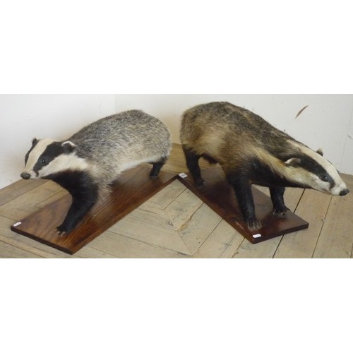 26 - Pair of taxidermy studies of juvenile badgers on rectangular wooden plinths