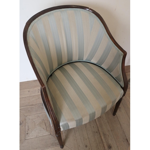 49 - Edwardian mahogany framed tub chair with tapering fluted supports, upholstered in Regency style stri... 