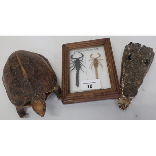 18 - Framed and mounted taxidermy display of two scorpions, taxidermy study of a tortoise, and a small cr... 