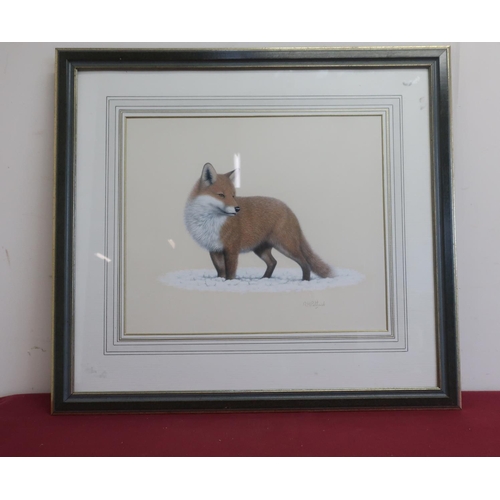 41 - R.H. Petherick: Study of a Fox, watercolour heightened with white, signed in pencil, 32cm x 38cm