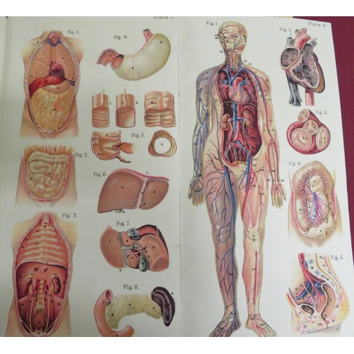 216 - 'Balliere's popular atlas of the Anatomy and Physiology of the Male Human Body' 3rd edition-1948 rep... 