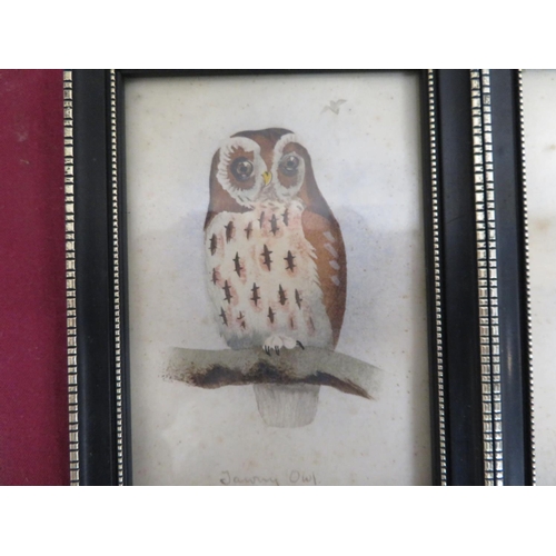 269 - Collection of small over-painted Ornithological prints, Long Ear, Short Ear, and Tawny Owls, Sparrow... 