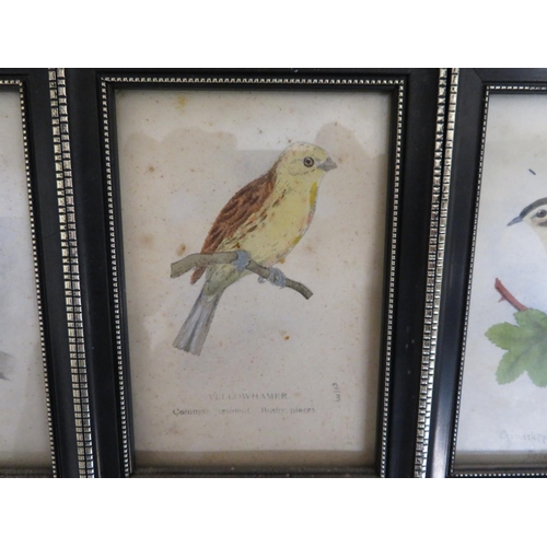 269 - Collection of small over-painted Ornithological prints, Long Ear, Short Ear, and Tawny Owls, Sparrow... 