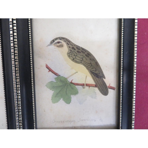 269 - Collection of small over-painted Ornithological prints, Long Ear, Short Ear, and Tawny Owls, Sparrow... 