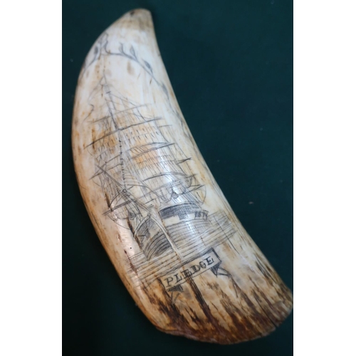 104 - 19th C Scrimshaw whales tooth depicting sailing ship  `Pledge' (L6.25)