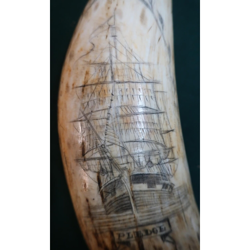 104 - 19th C Scrimshaw whales tooth depicting sailing ship  `Pledge' (L6.25)