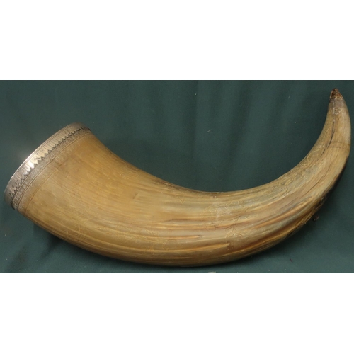 145 - Extremely large bulls horn with engraved floral detail and border patterns, mounted with white metal... 