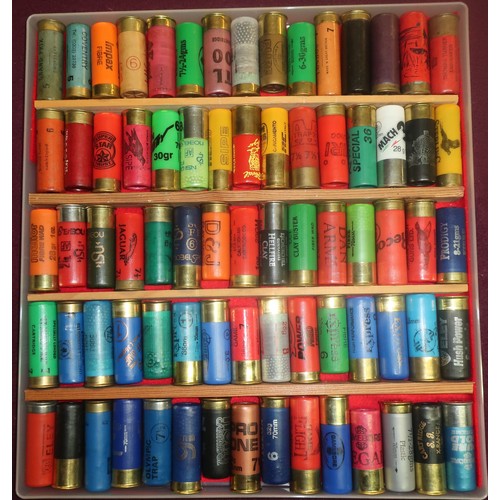 495 - Shotgun cartridge collectors display case containing  quantity of various assorted cartridges of var... 