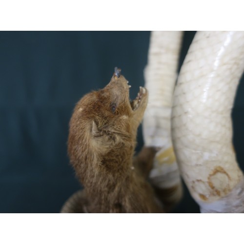 5 - Taxidermy study of a mongoose fighting two white cobra (A/F)