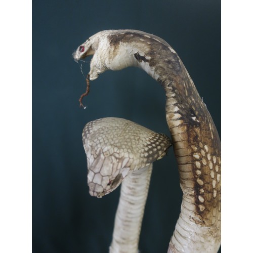 5 - Taxidermy study of a mongoose fighting two white cobra (A/F)