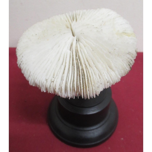 69 - White mushroom coral specimen, mounted for display on circular base, H12cm