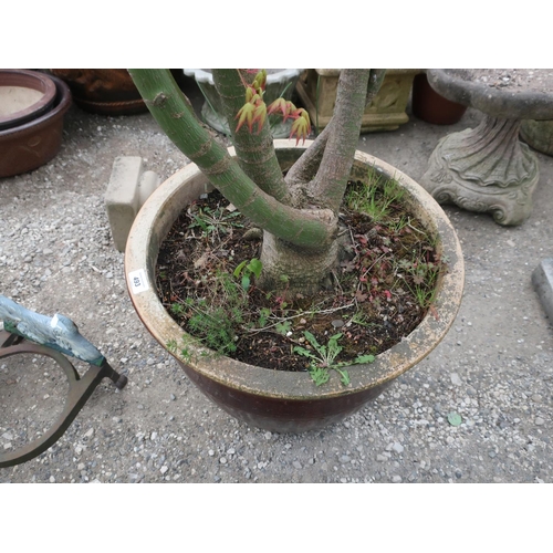 493 - Large salt glazed planter with well established Acer tree