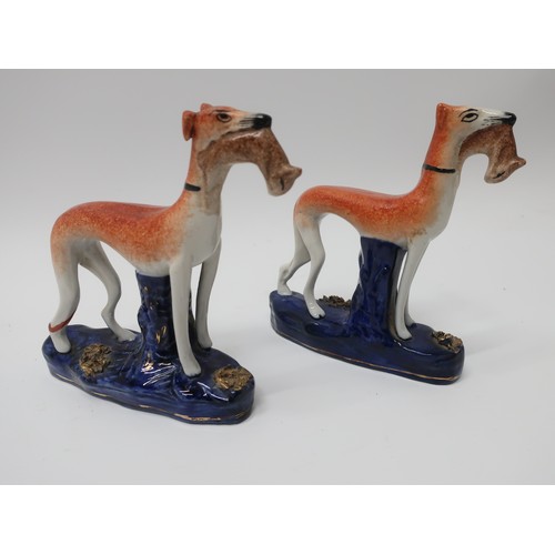 1243 - Pair of 19th Century Staffordshire models of standing greyhounds, with hares in mouth, the blue base... 